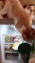 猫：我就看看冰箱里有没有小鱼干，你吼我干嘛！
