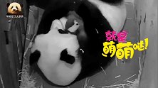 熊猫妈妈美香把小宝贝紧紧搂在怀中细心呵护，好暖心的一幕