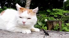 甲虫遇到一只懒猫如临大敌，猫却瞥了一眼甲虫：别打扰本喵休息