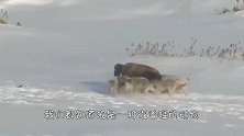 六只狗围攻一只野狼，结局谁也想不到，镜头记录激烈全过程