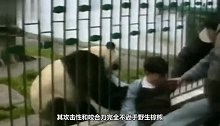 女孩不慎掉入熊猫园，万分惊险时，3只大熊猫的举动笑翻众人！