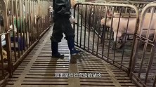 猪肉检疫章为什么洗不掉，吃了对健康有影响吗？