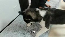 二哈别具一格的待客之道，见面就要亲亲，这也太疯狂了！