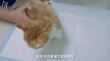 小橘猫第一次打针，又吵又闹还要咬人，拿出吃的瞬间乖巧！