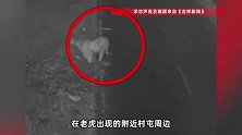 吉林一地野生老虎出没，“体型健硕，边走边张望”