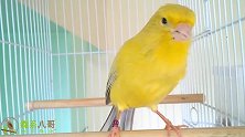 金丝雀的叫声太好听了，像机关枪一样快，百听不厌！(1)