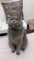 猫主人我觉的我的牙齿还可以矫正下！