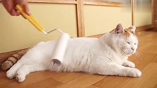 用粘毛器给猫咪粘毛，结果像做了个SPA，猫咪一脸享受！