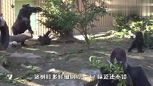 小猩猩：老爹，你咋把树枝偷来啃了呢，要是被饲养员发现了咋整？