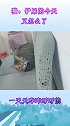 猫咪：铲屎官这一天天的也不知道怎么了，实在是不想搭理她！