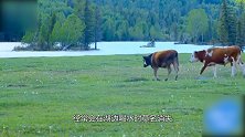 新疆湖泊出现水怪 牛羊都被拖走 专家赶到后却看傻眼了