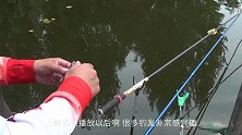 梅豆能钓鱼吗？神秘漂相提竿切线，到底什么鱼吃钩，全程遗憾实拍