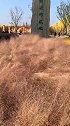 粉黛都被风刮倒了