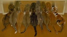 9+9只猫咪的吃秀，场面甚是壮观，嘎嘣脆的声音超治愈