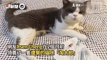 6岁肾猫狠遭弃养！她心疼暖收编　乖巧喝水吃药萌翻网：怎么教的