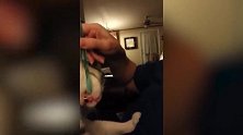小猫咪闻见牙膏的味道，露出满脸嫌弃的表情，太搞笑了！