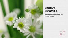 冬日里的马蹄莲，拯救你的视觉审美