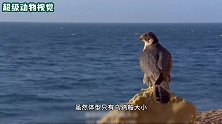 游隼不仅能抓住树上灵活的松鼠，还能在高空击败鹈鹕，太厉害