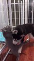 猫：等我长大了，我非得挠死你这狗子！