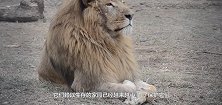 狮子老了走不动，管理员找了两条狗陪它玩，第二天狮子变成这样