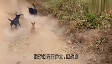 5条狗围攻一只巨蜥，巨蜥战斗力爆棚，镜头记录精彩全过程