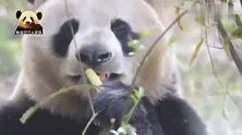 灰头土脸的大熊猫完成了“挖煤任务”，终于能坐下来好好吃顿饭了
