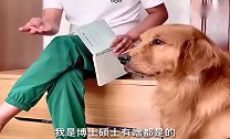 金毛轮胎跟小狗下象棋巅峰对决，告诉你车没了还不相信！太逗了