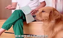 金毛轮胎跟小狗下象棋巅峰对决，告诉你车没了还不相信！太逗了