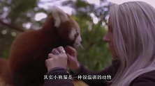 喜欢挠痒痒的小熊猫，它是怎么挠痒的呢？真的太可爱啦