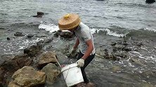 小渔翁赶海运气大爆棚，碰到二条紫色的大家伙，拿去卖了赚九十块