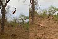 非洲：一幼崽将母豹刚给的黑斑羚从树上扔下，砸妈妈头上