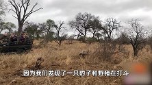 豹子快要擒住野猪的时候，一只鬣狗从草丛冒出来，竟让野猪逃跑了