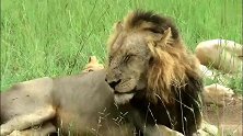 狮王T先生2012年战死前，和狮群在一起的最后时光