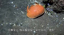 这种虾会将海星“圈养”，吃掉腕足后，等海星再生后又循环食用！