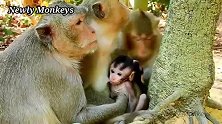 此时此刻，小猴子很幸福