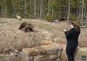 美国：一女子黄石公园近距离拍摄灰熊，被其冲过来威胁
