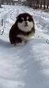 胖墩墩的毛毛虫最不喜欢下雪天，因为走着有点费劲#家有萌犬