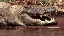 赞比亚：大腿被咬住拖进水中 英国18岁女孩勇敢还击鳄口脱险