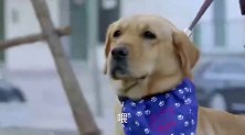 美女路上遇抢劫犯，神犬与警犬出动，两只狗抓住了小偷