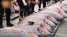 日本渔民抓到世界最贵的鱼 一条卖了950万 是什么鱼？