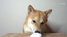 小柴犬吃冰激凌，太好吃了要舔干净点一滴都不能浪费在桌上