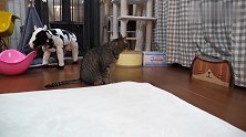 这傻猫我不想要了，对着自家垫子，上前就是一顿啃咬