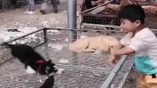 二哈：哥，我是你弟啊，还愁啥赶紧带我回家