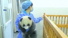 在睡香香的熊猫宝宝被奶妈抱起来，小脸一脸懵圈的眼神