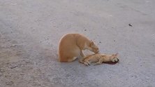 小奶猫躺在地上都没呼吸了，猫妈妈还不停的舔小奶猫久久不肯离去