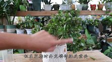 给长寿花促肥养根，用1料，别看他个头不大，却是精华浓缩