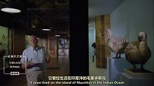 这起死回生的渡渡鸟怎么笨笨的？真是呆萌的典范啊！