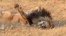 雄狮销魂的睡姿