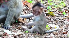 愚蠢的母猴拒绝小猴的拥抱，小猴从来没有感受到如此的委屈！