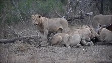 流浪雄狮伤痕累累，不得不趁机抢夺狮群的大餐